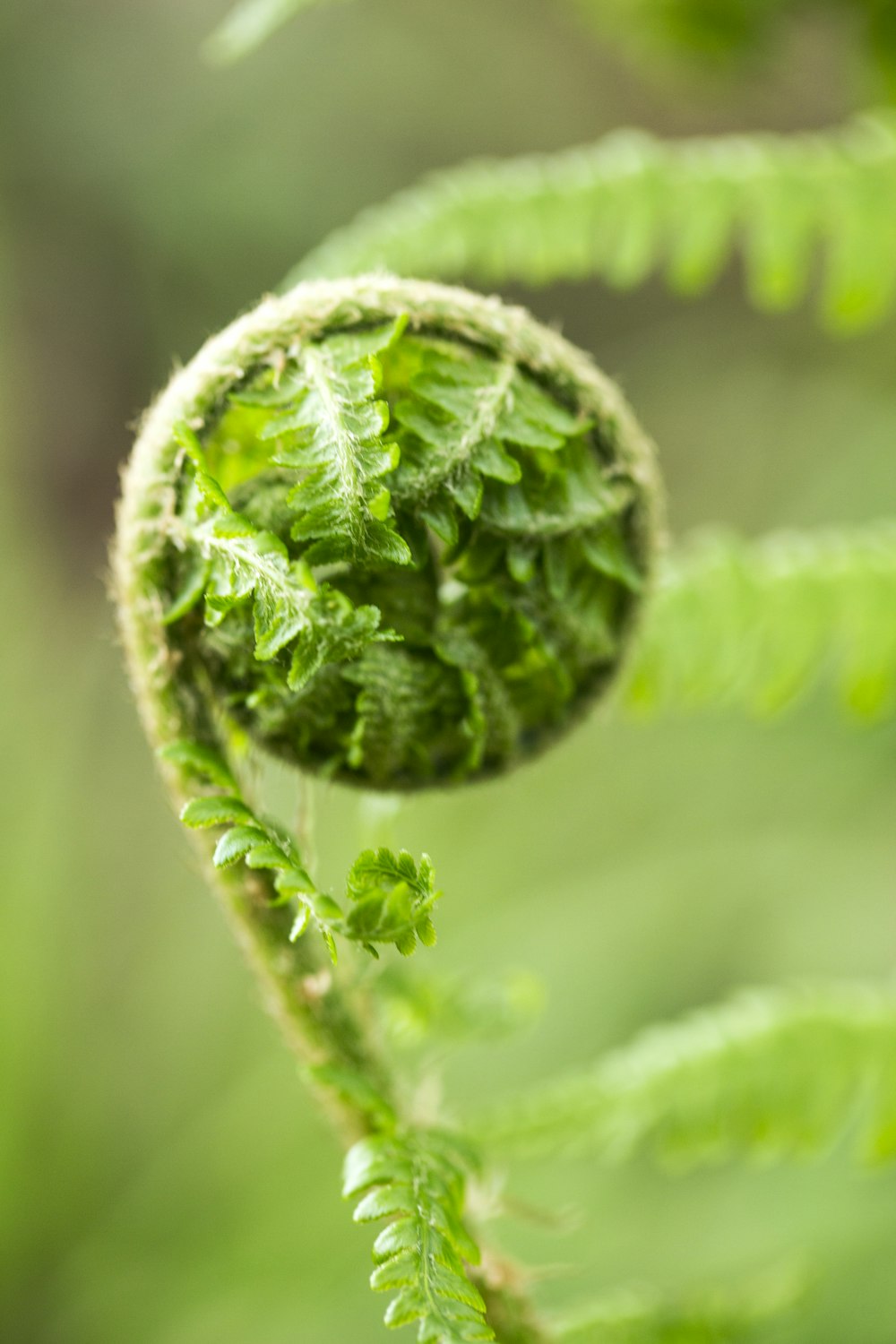 Planta verde en lente macro