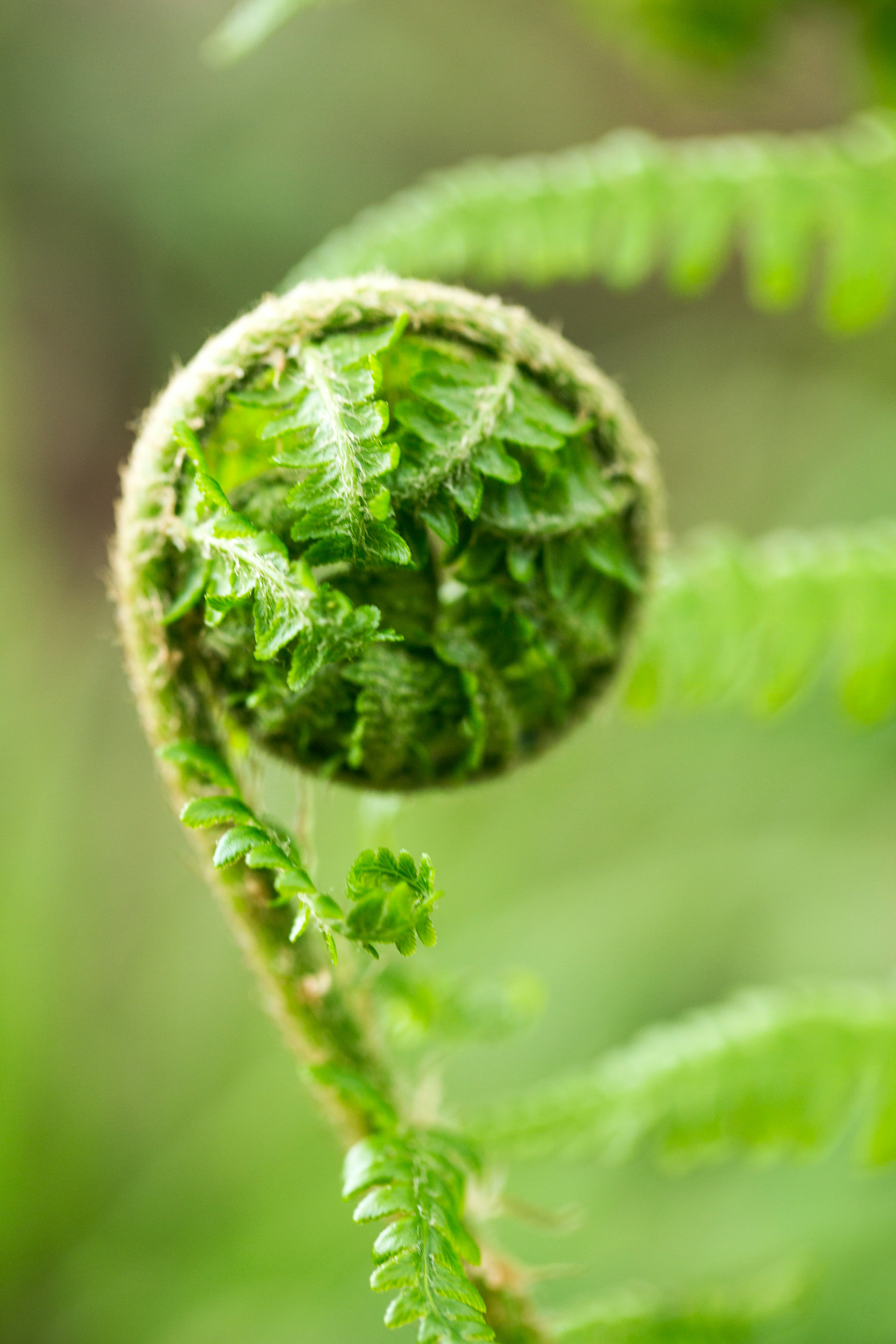 green plant in macro lens