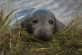 sea lion on green grass during daytime