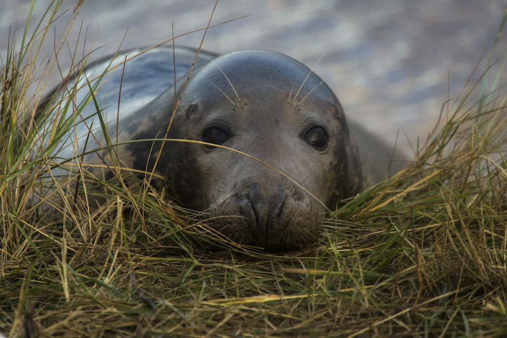sea lion on green grass during daytime photo – Free Seal Image on Unsplash