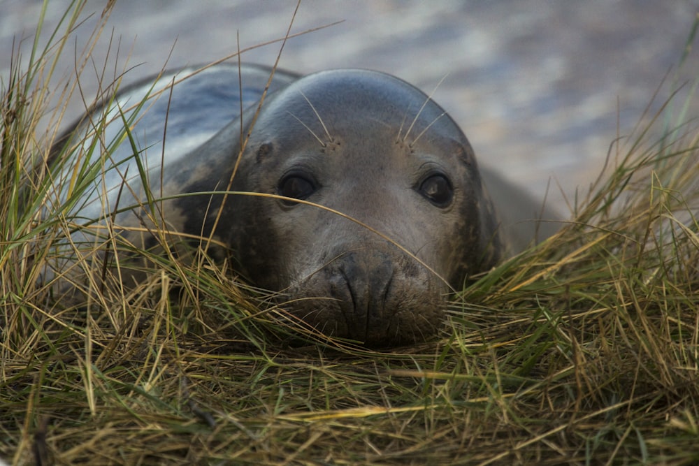 sea lion on green grass during daytime