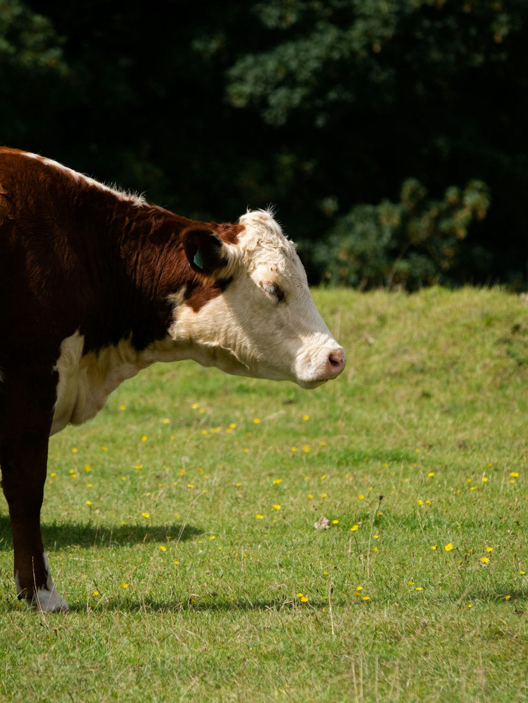 brown and white cow on green grass field during daytime