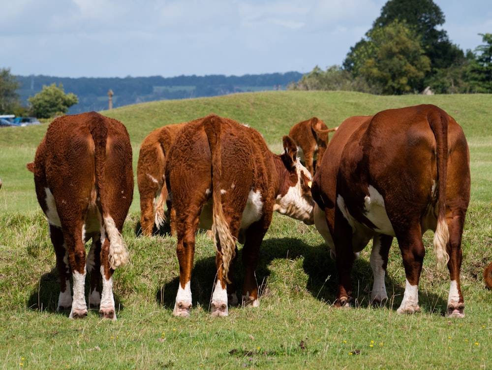 brown and white cow on green grass field during daytime