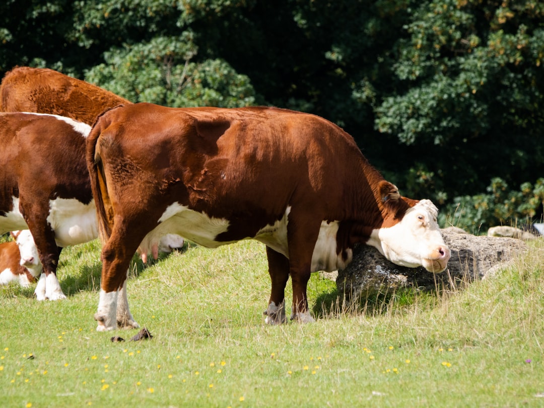 brown and white cow on green grass field during daytime