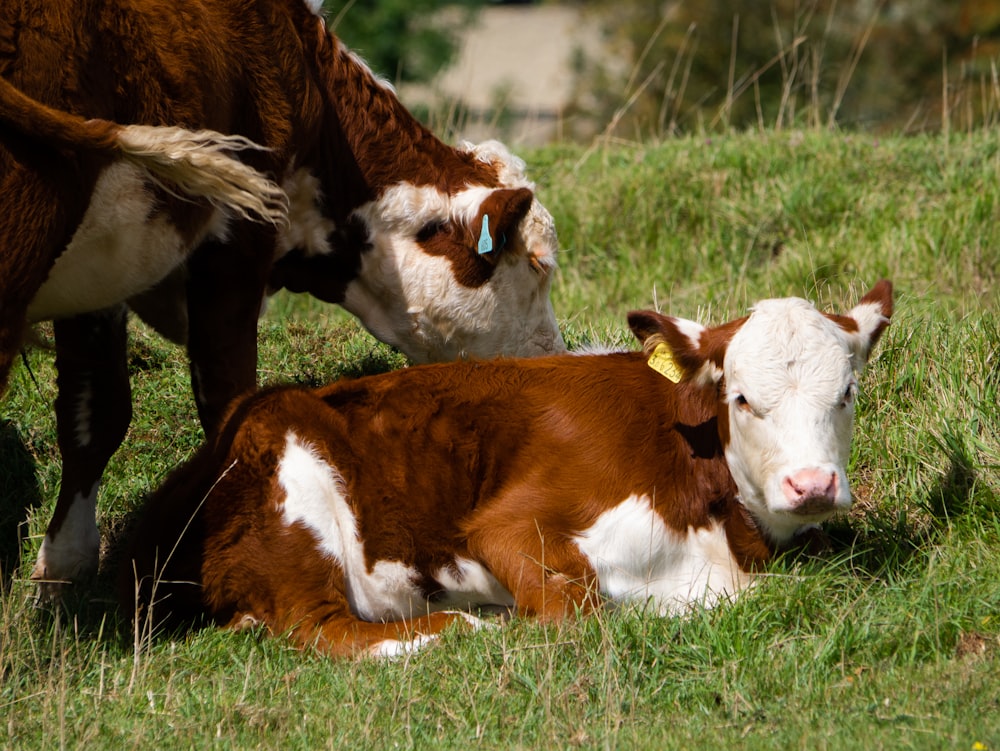 white and brown cow on green grass field during daytime