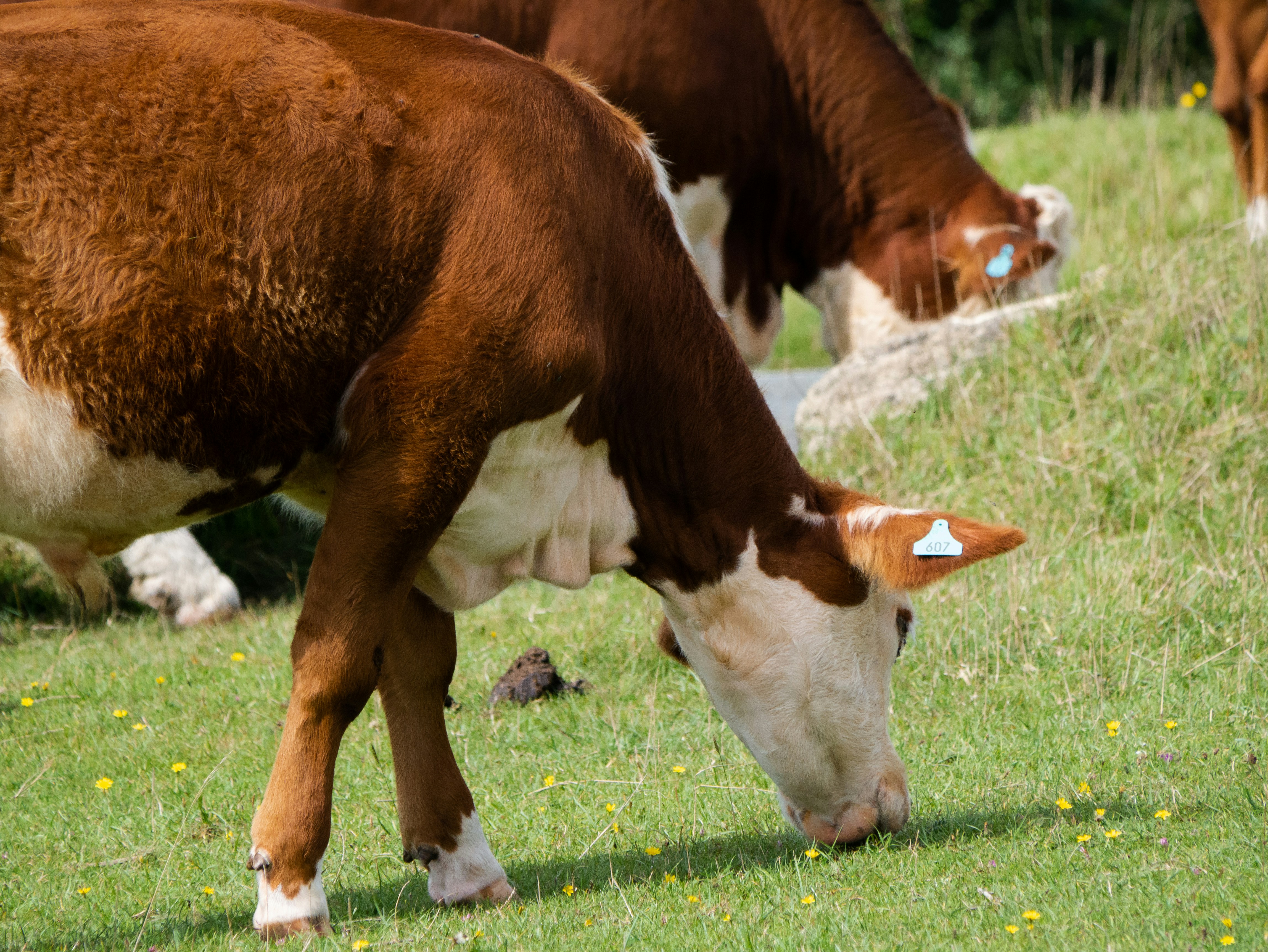 Photo by mattseymour