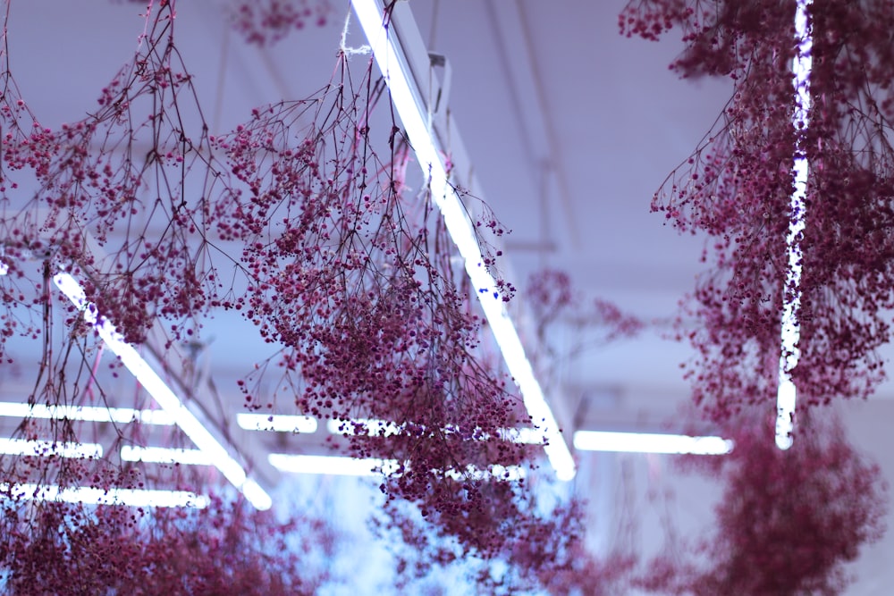 pink and white flowers during night time