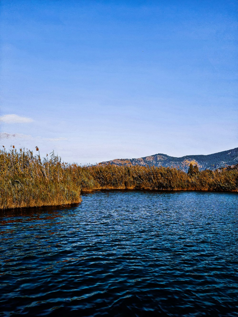 green and brown trees beside body of water during daytime