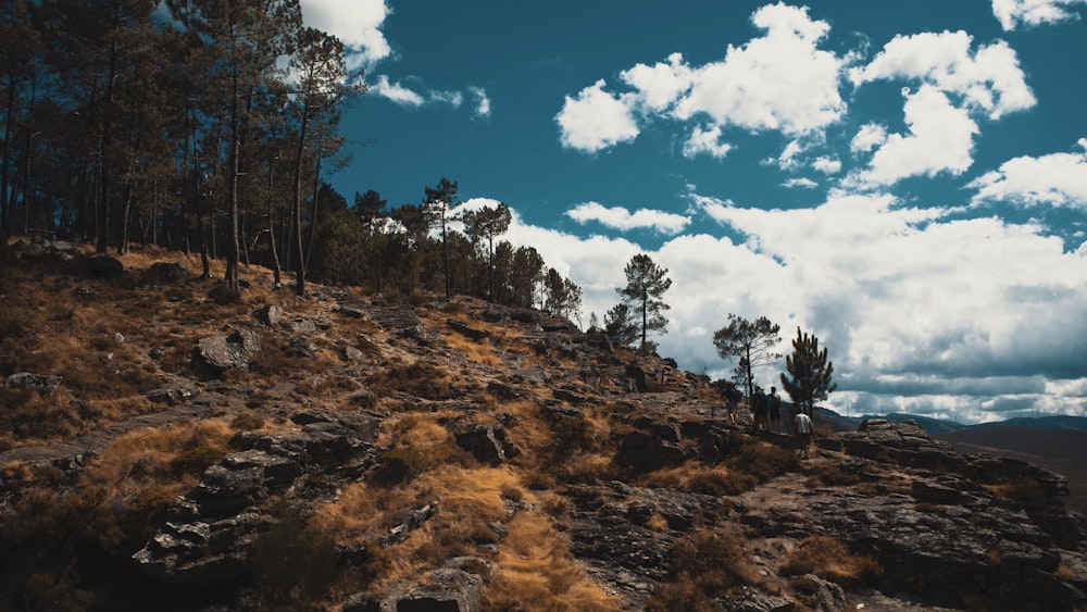 green trees on brown field under blue sky and white clouds during daytime