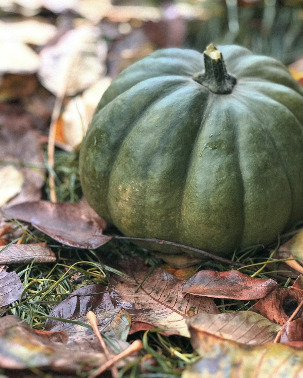 green and yellow pumpkin on green grass