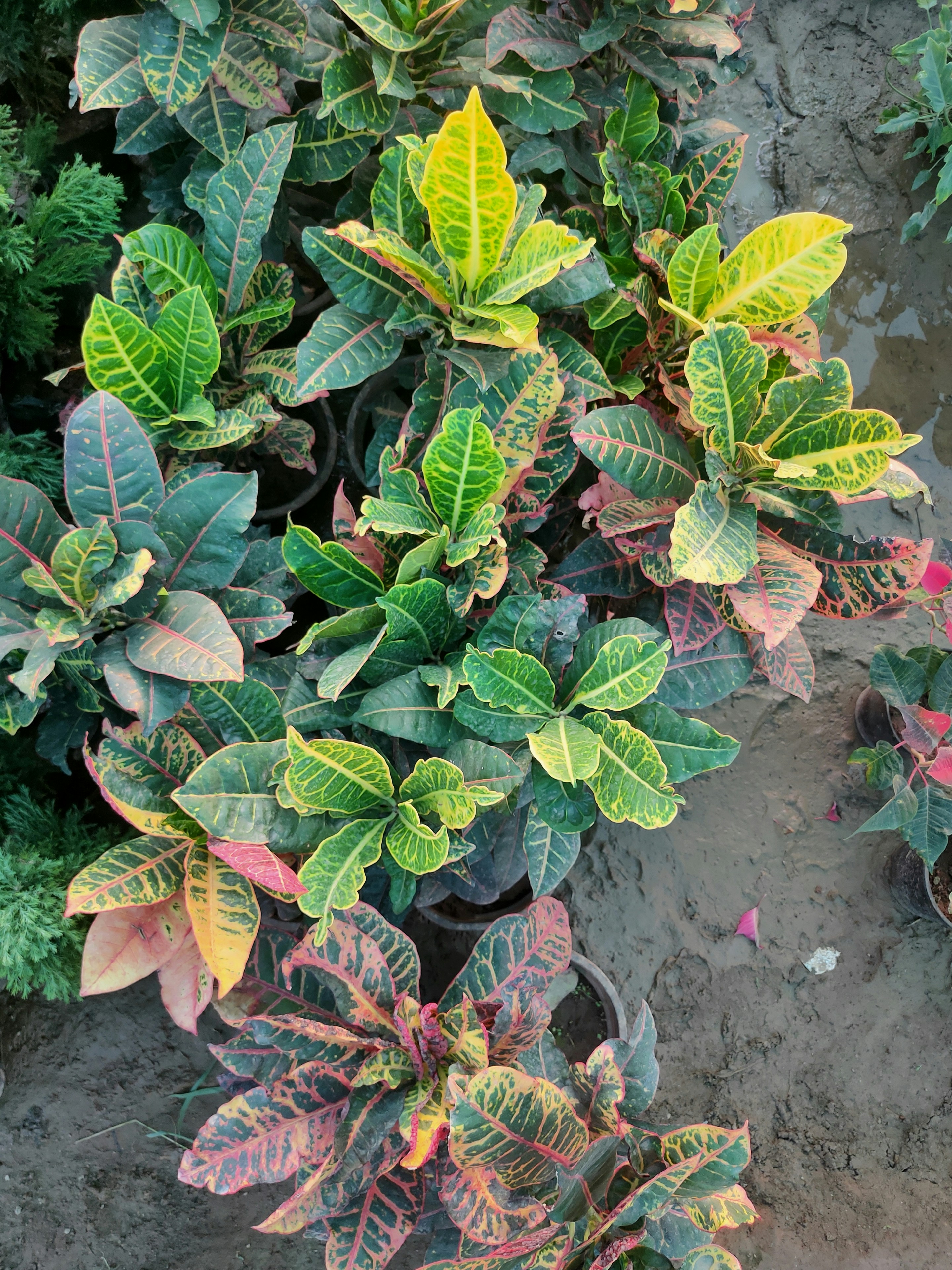 Artificial Croton Plant