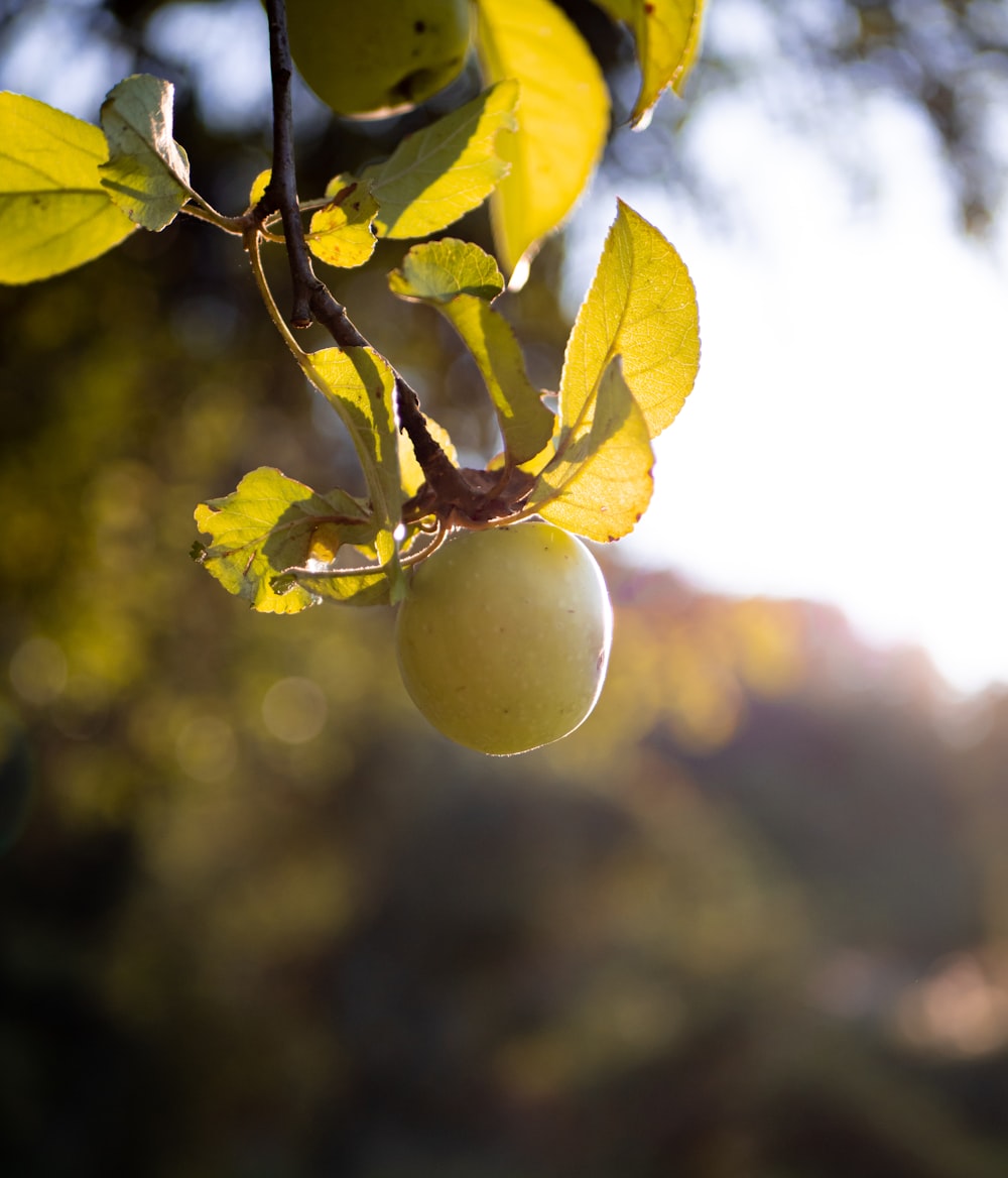 클로즈업 사진의 녹색 사과 과일