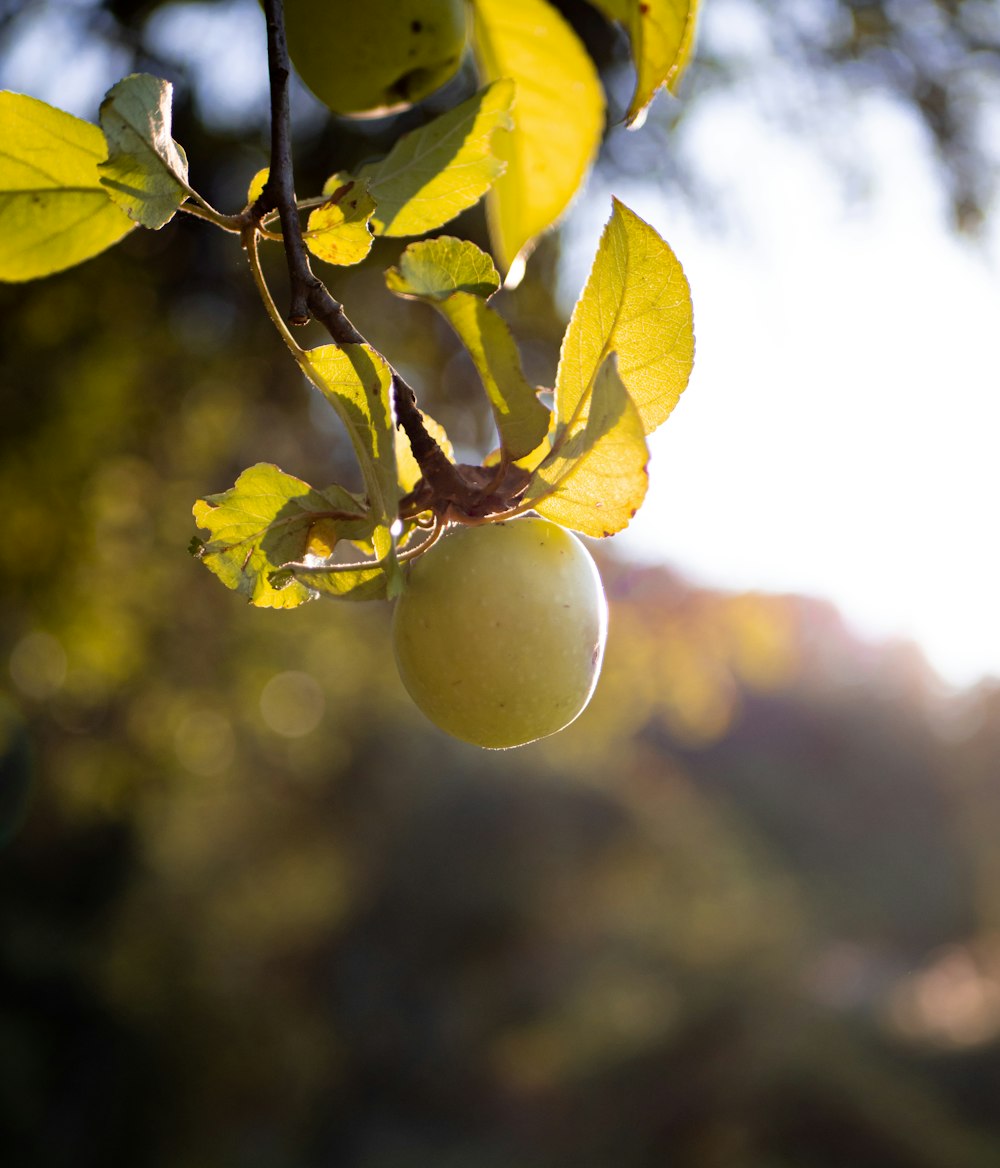 green apple fruit in close up photography