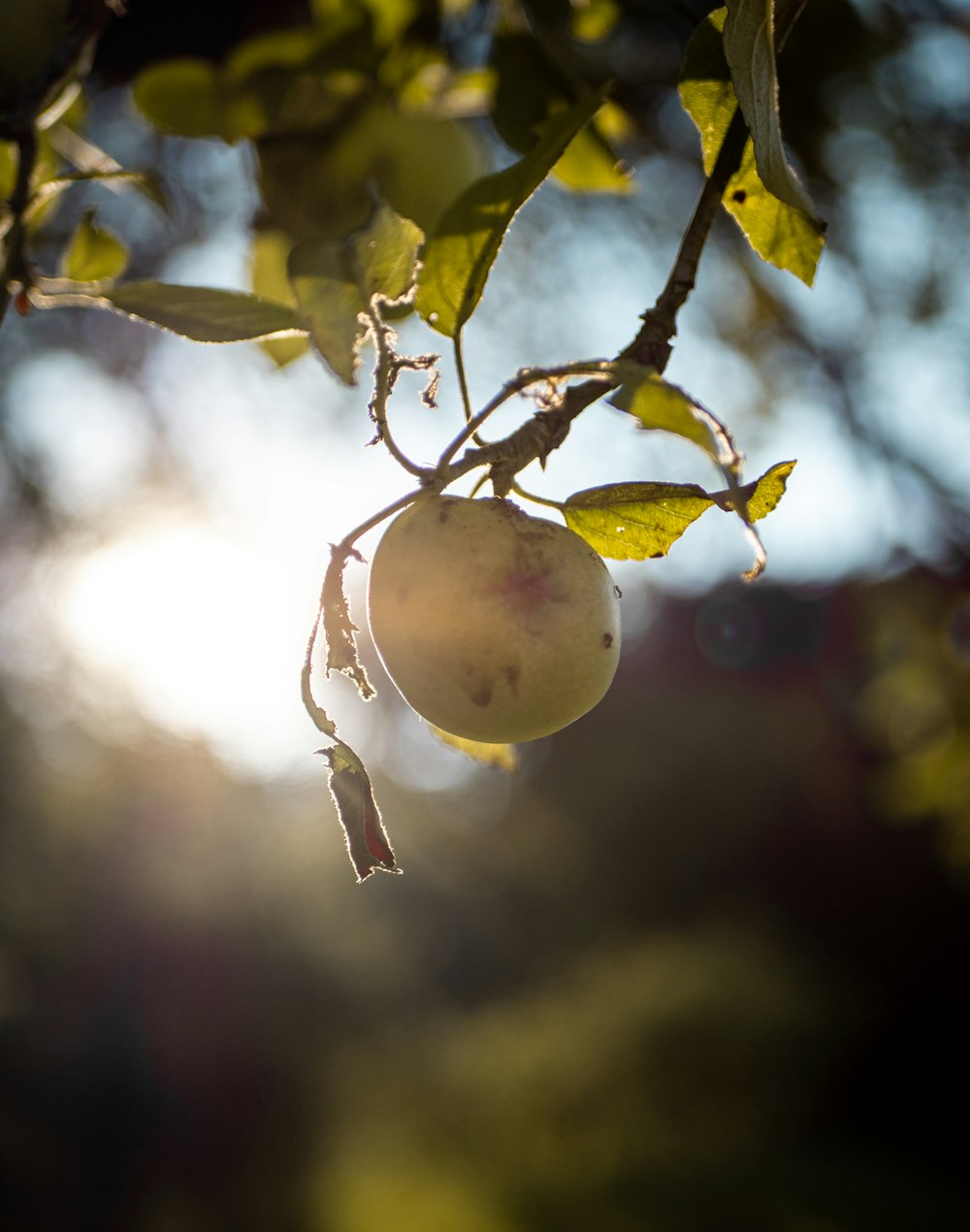 yellow fruit in tilt shift lens