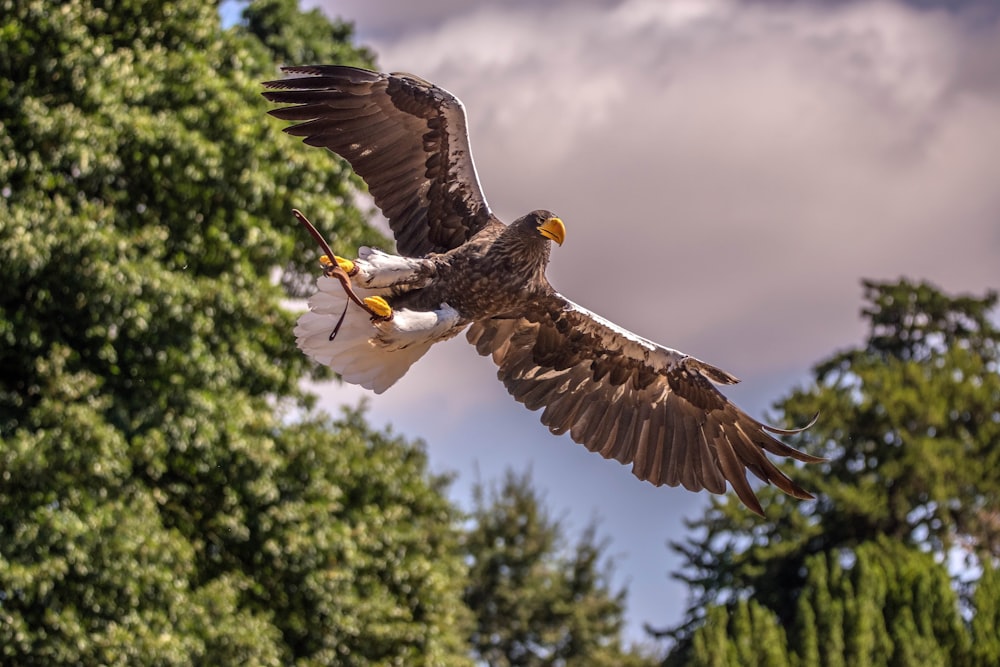 brown and white eagle flying over green tree during daytime