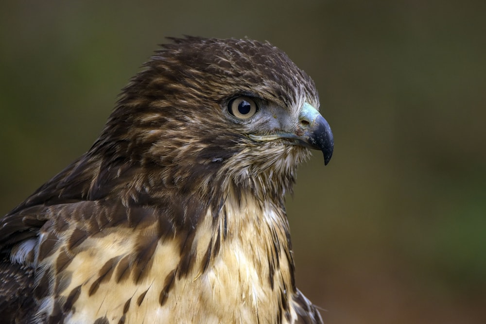 brown and white bird in close up photography