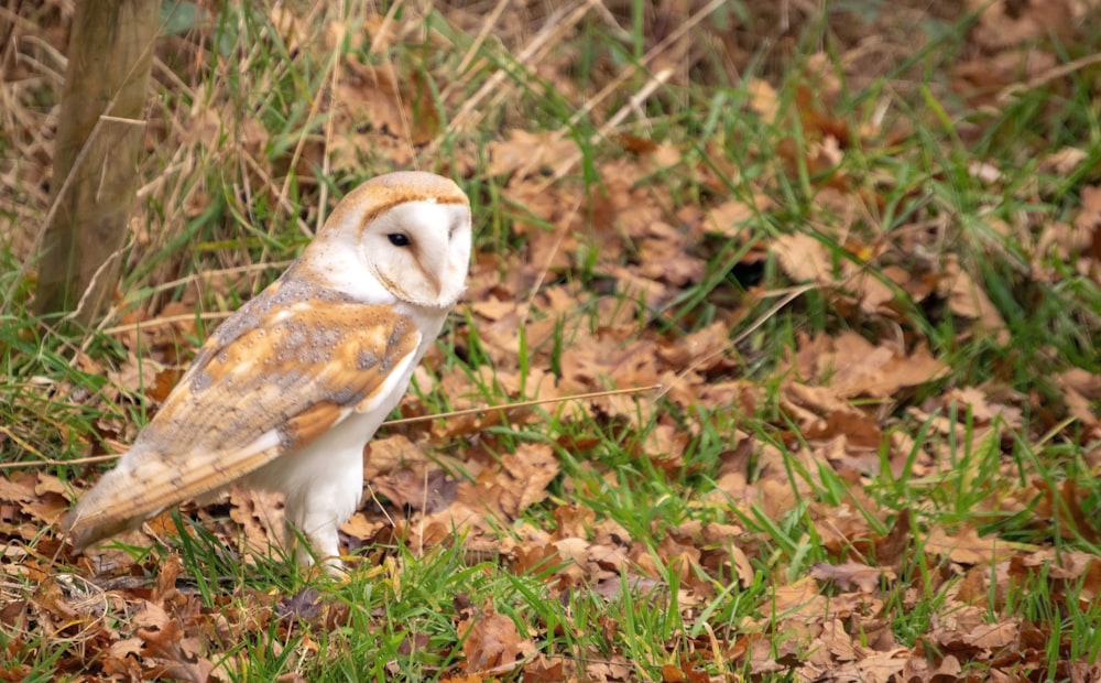 white and brown owl on green grass during daytime