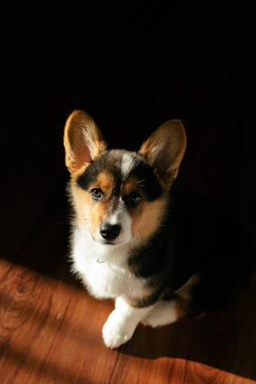 A small, tri-colored corgi puppy sits on a wooden floor, bathed in a warm, soft light. The dog's large, pointed ears stand upright, and it gazes upward with a curious expression.