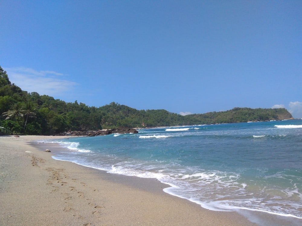 green trees on beach shore during daytime