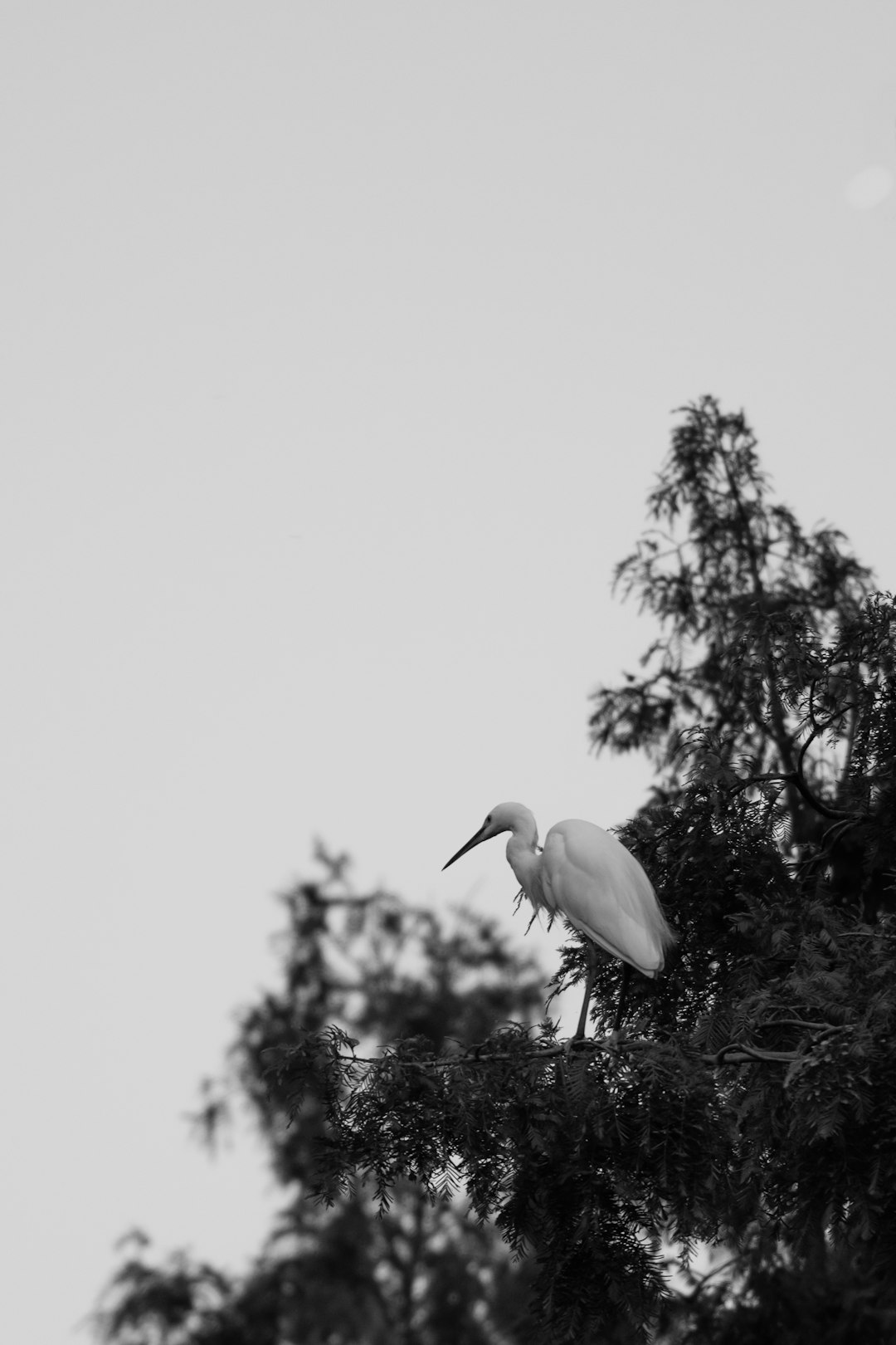 white stork flying during daytime