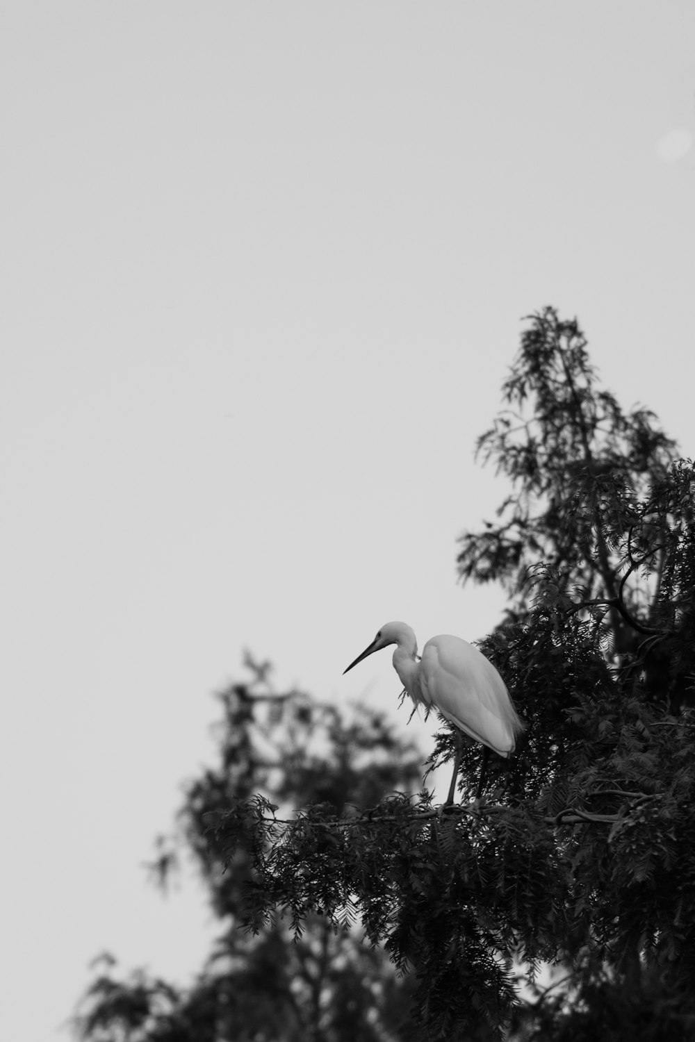 Cicogna bianca che vola durante il giorno