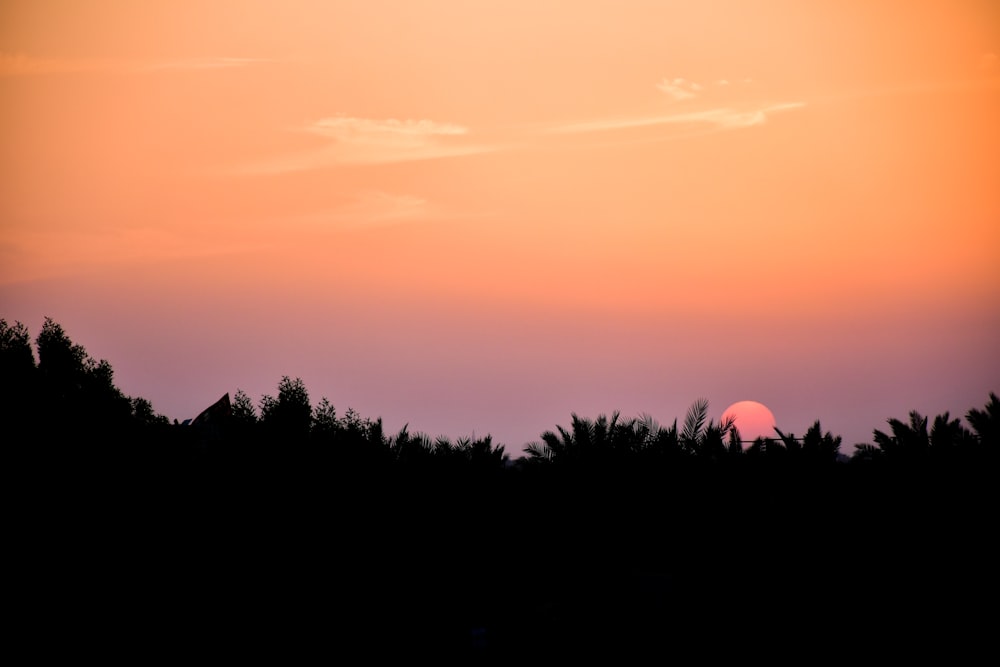 silhouette of trees during sunset