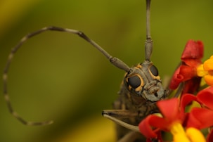 A close-up of an insect with large, intricate eyes, resting on vibrant red and yellow flowers. The insect's long, segmented antennae curve above its head, which features detailed patterns and textures. The green background provides a natural contrast.
