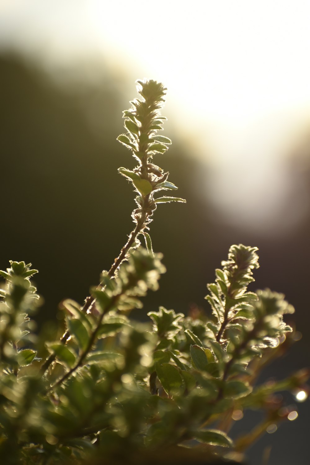 green plant in close up photography