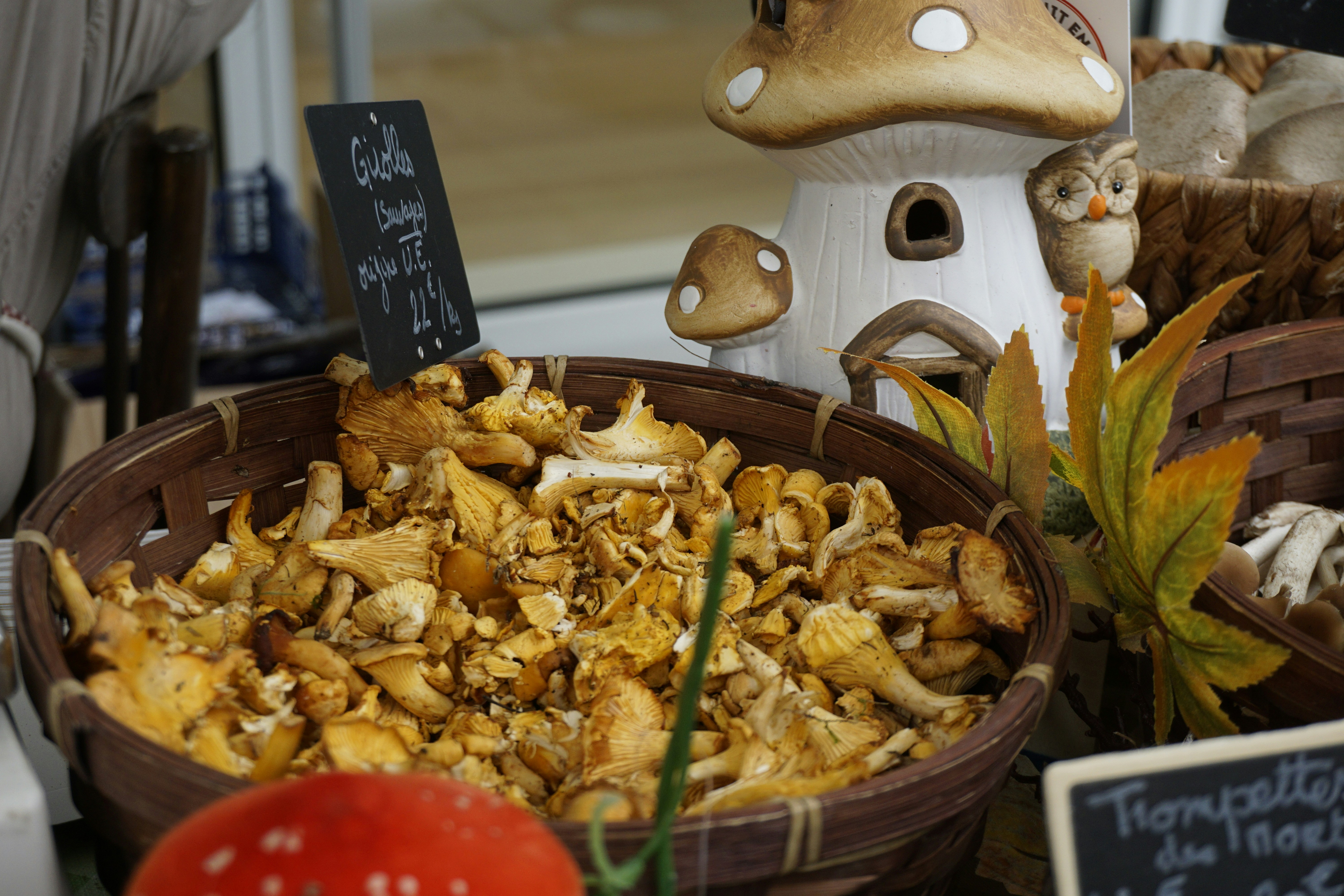 Le Jardin des champignons