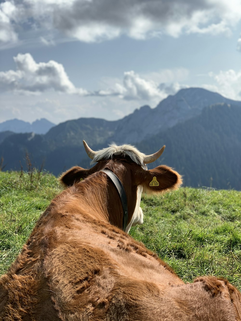 brown cow on green grass field during daytime