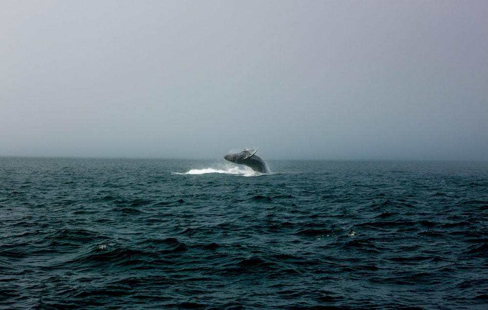 white and black boat on sea during daytime