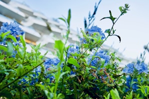 A vibrant scene of lush green foliage interspersed with clusters of delicate blue flowers. The background features a blurred modern structure with white geometric elements, providing contrast to the natural elements in the foreground.