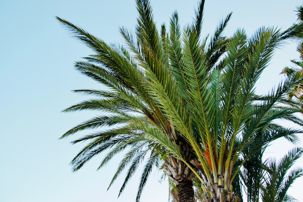 green palm tree under blue sky during daytime