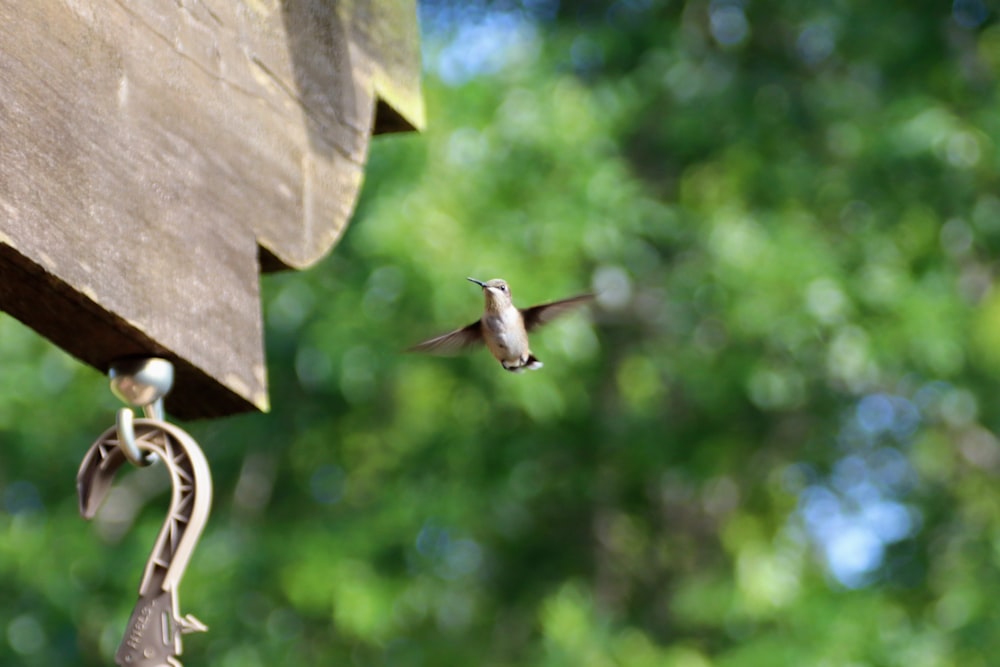 brown humming bird flying during daytime