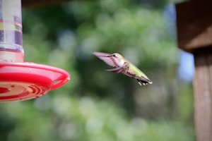 Hummingbird in Flight