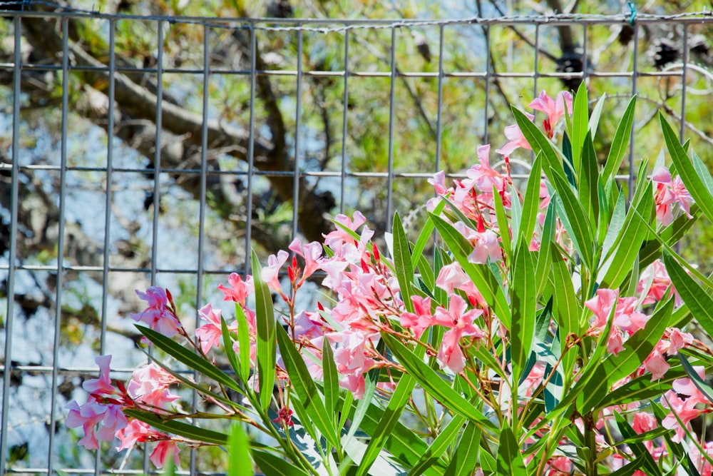 pink flowers beside brown wooden fence