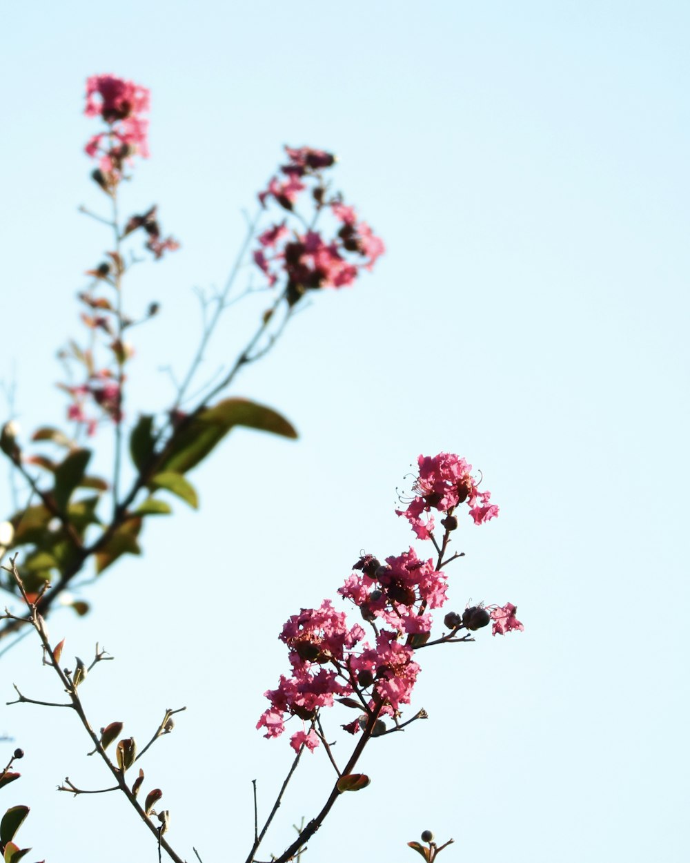 pink flowers with green leaves