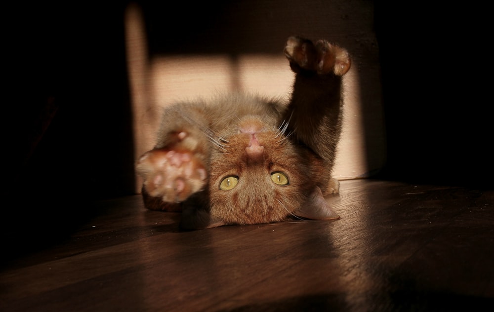 chat brun sur table en bois marron