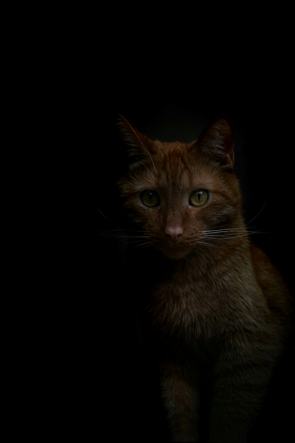 brown cat with black background