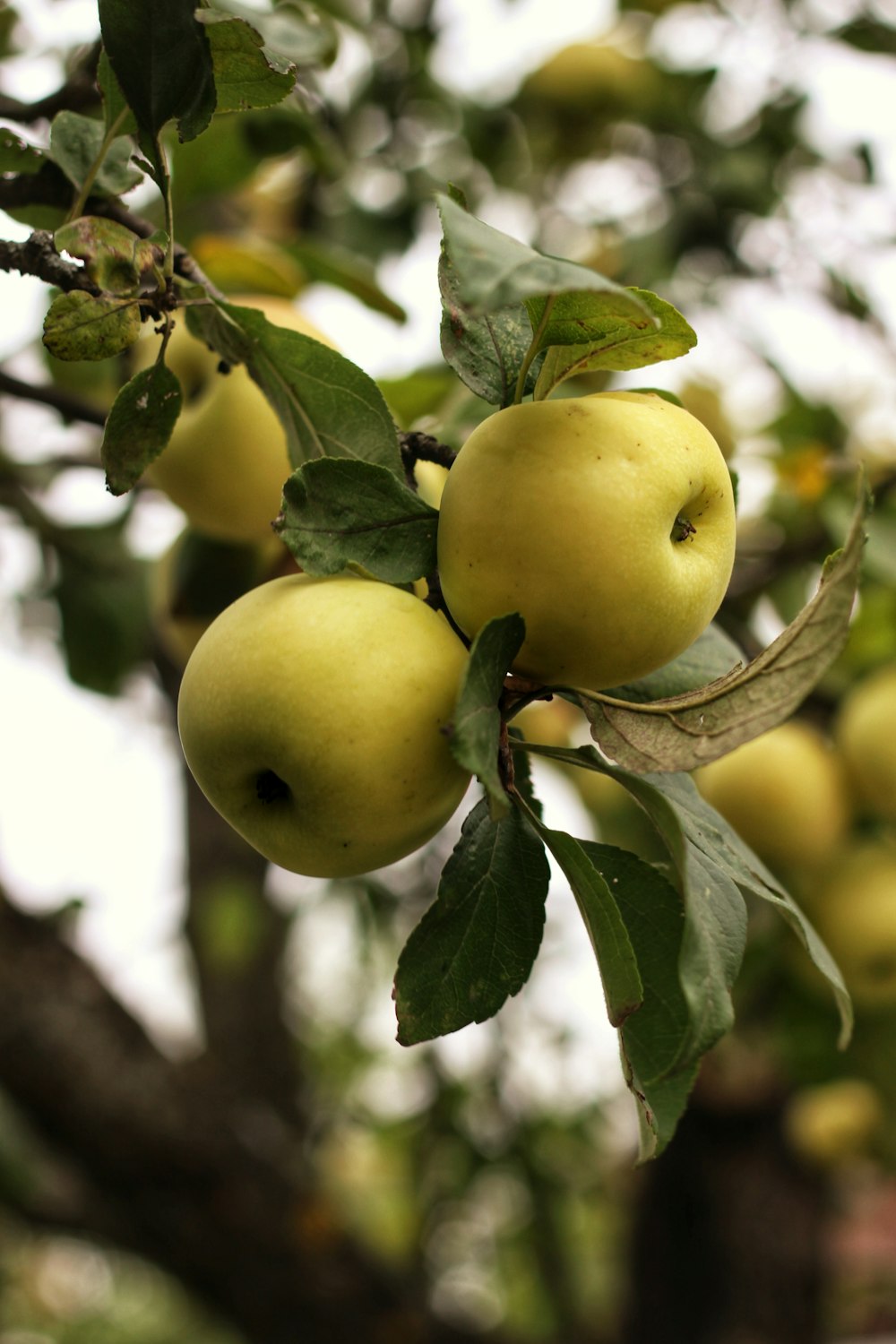 green apple fruit on tree branch