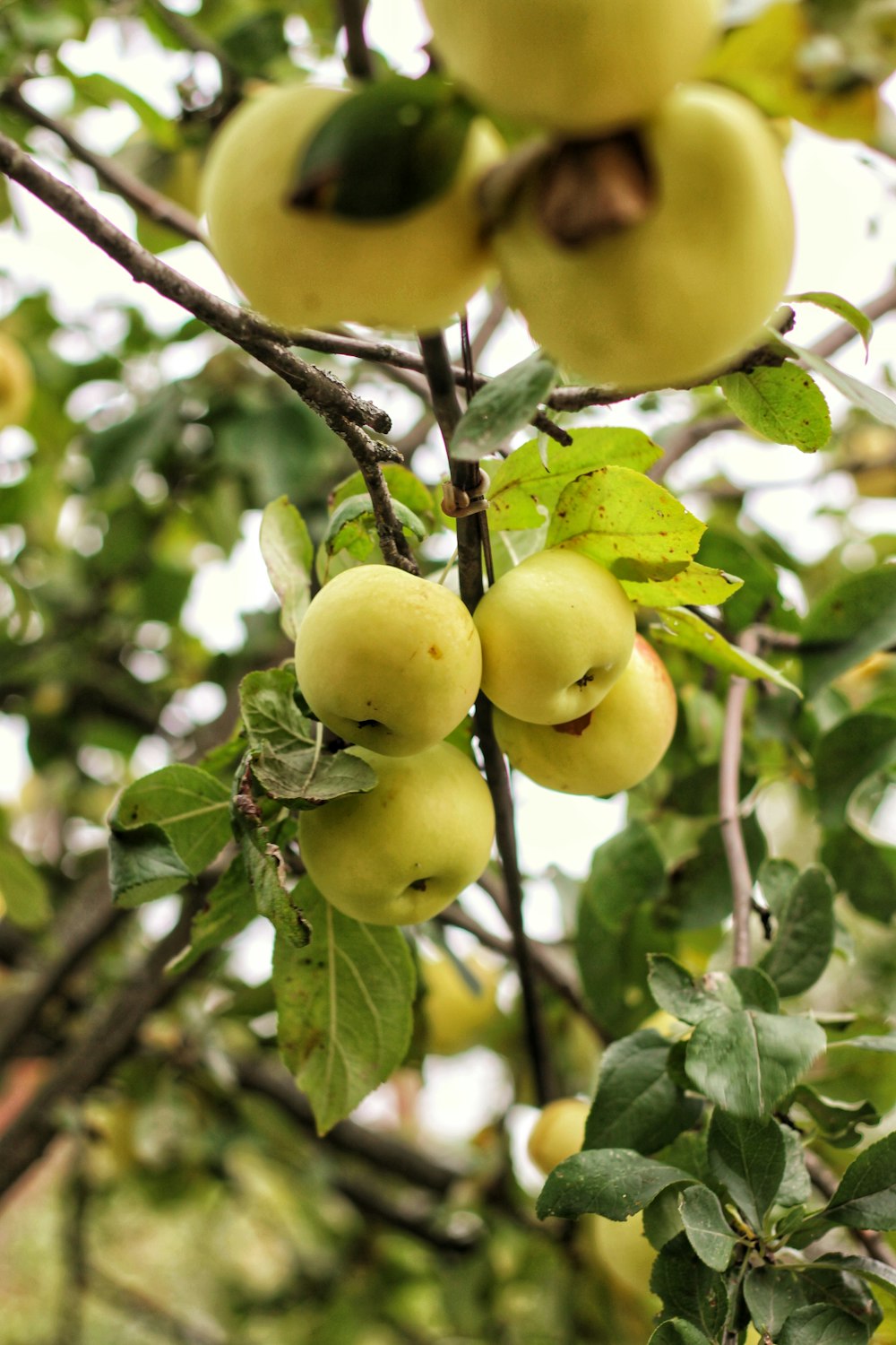 yellow fruit on tree during daytime