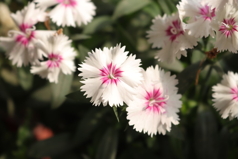 white and pink flower in tilt shift lens