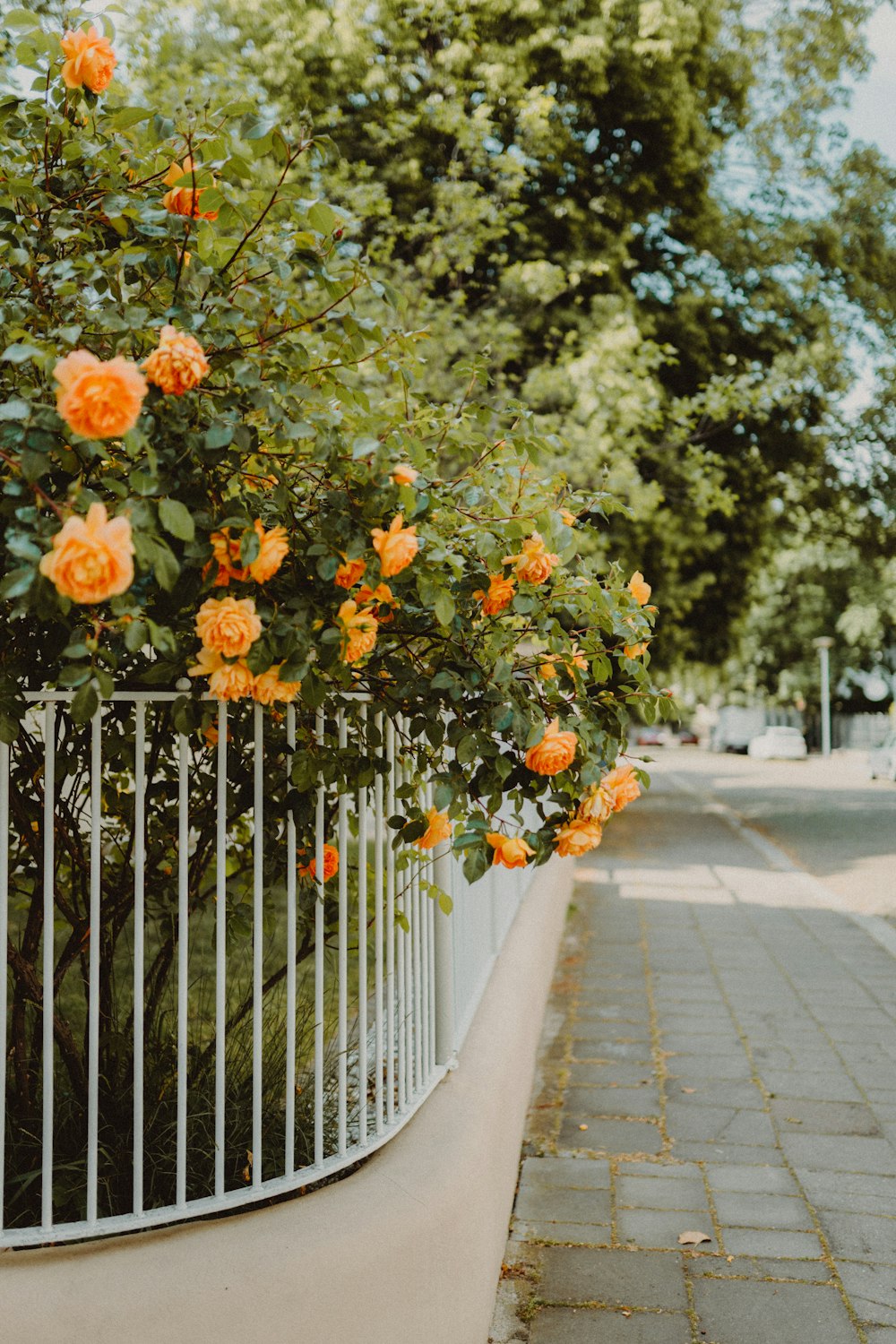 orange and green flowers on white wooden fence