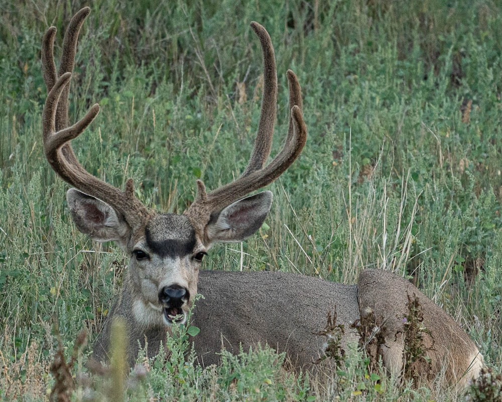 brown deer on green grass during daytime