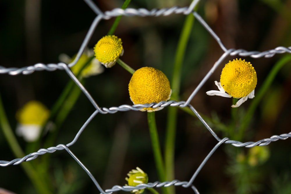 yellow flower in tilt shift lens