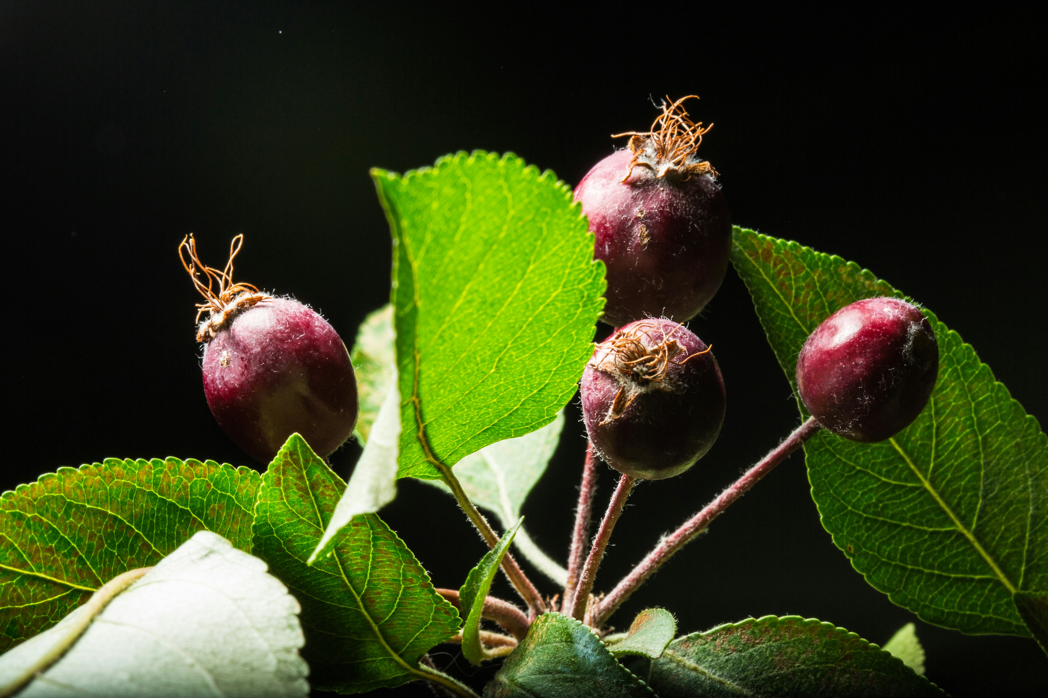 Os benefícios da goji berry para a imunidade