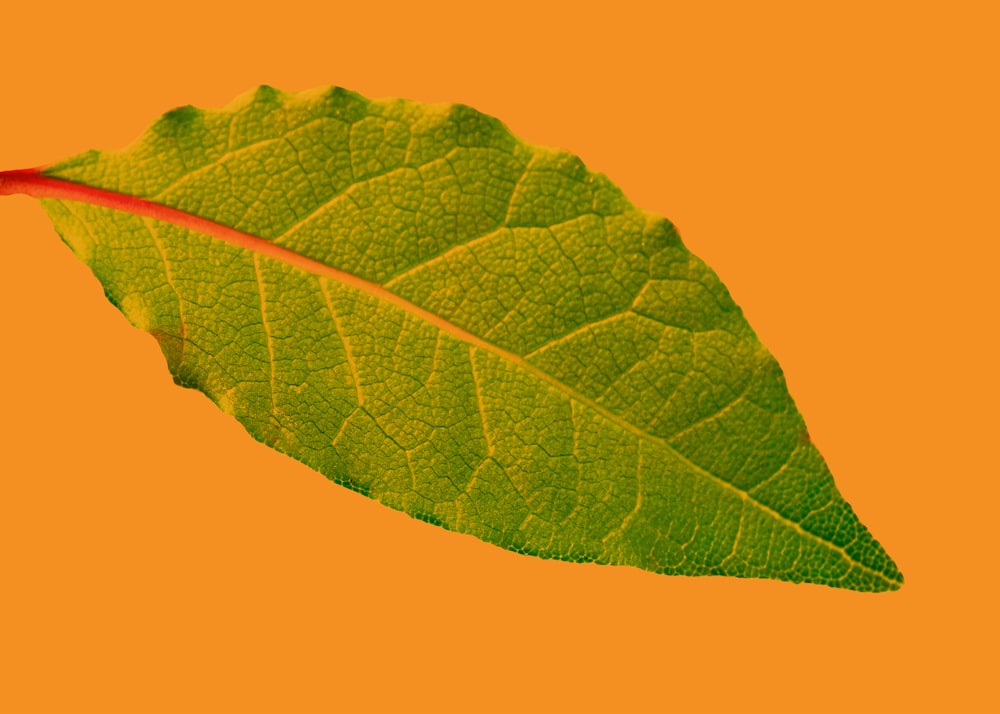 green leaf with orange background