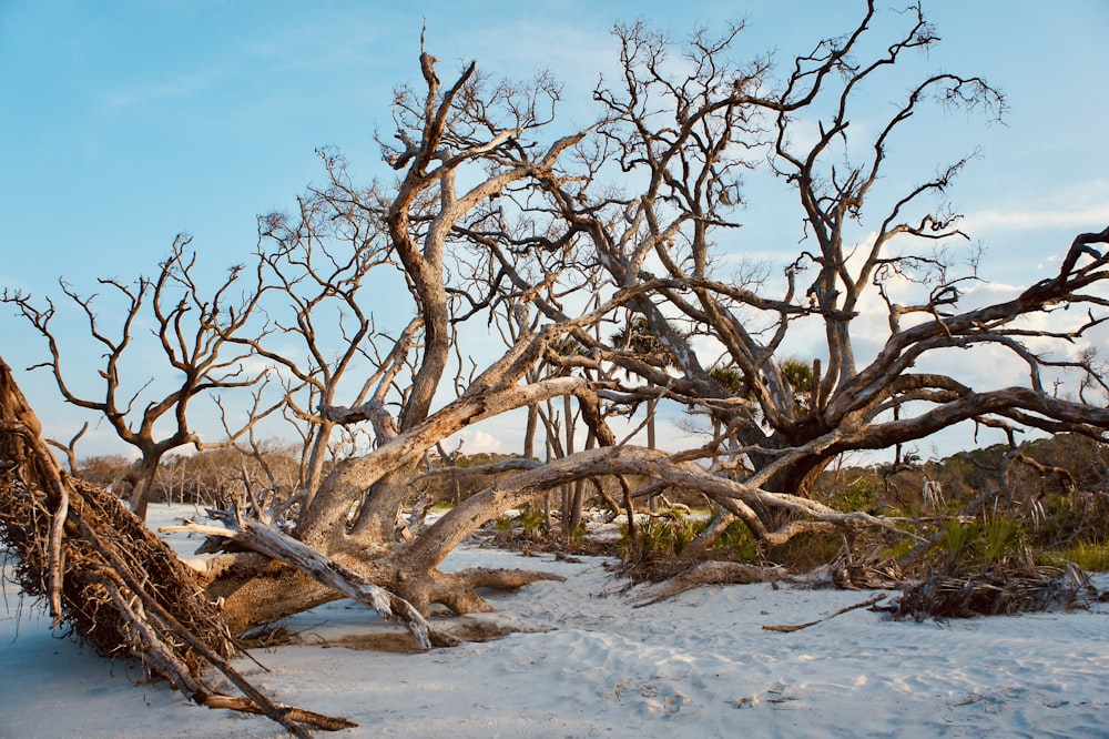 brown leafless tree on brown sand during daytime