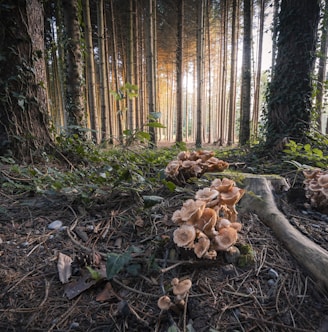 Mushrooms in Canmore Forest