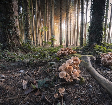 Mushrooms in Canmore Forest